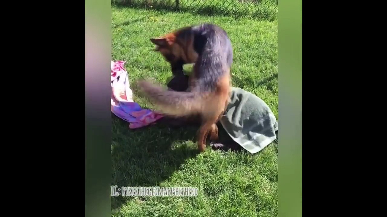 Funny And Cute German Shepherd Puppies Compilation #21