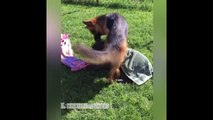 Funny And Cute German Shepherd Puppies Compilation #21