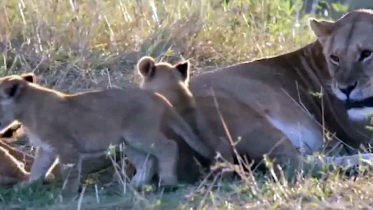 Lion vs Crocodile - Lion Mom Protects Cubs from Male Crocodile Amazing Footage