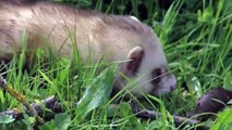 Amazing Sidewinder snake hunting Mongoose - King Cobra Big Battle The Reptiles of the Desert