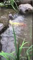 Three carps jumped over a small waterfall. According to Chinese legend, if a carp can jump over such an obstacle, then it will be transformed into a dragon. But