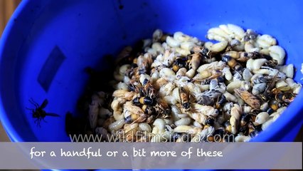 Top Ten Weird Foods of India