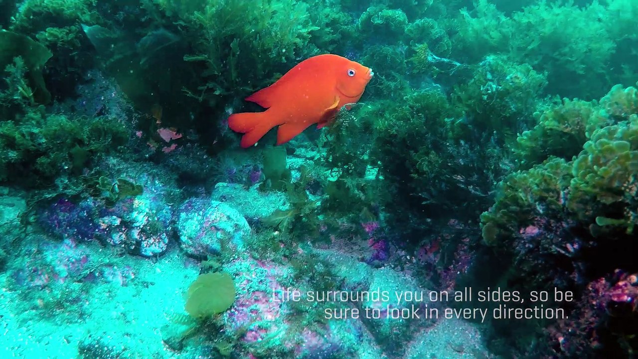 Scuba Diving Encounters: Diving Catalina Island