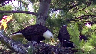 Bald Eagle Nesting Feeding Young Eaglets !