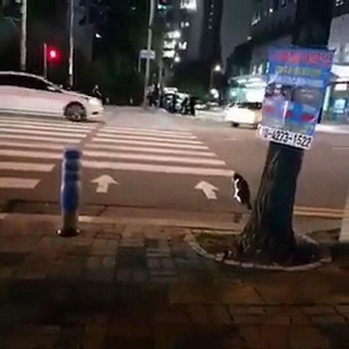 We Don't follow rules but animals can follow