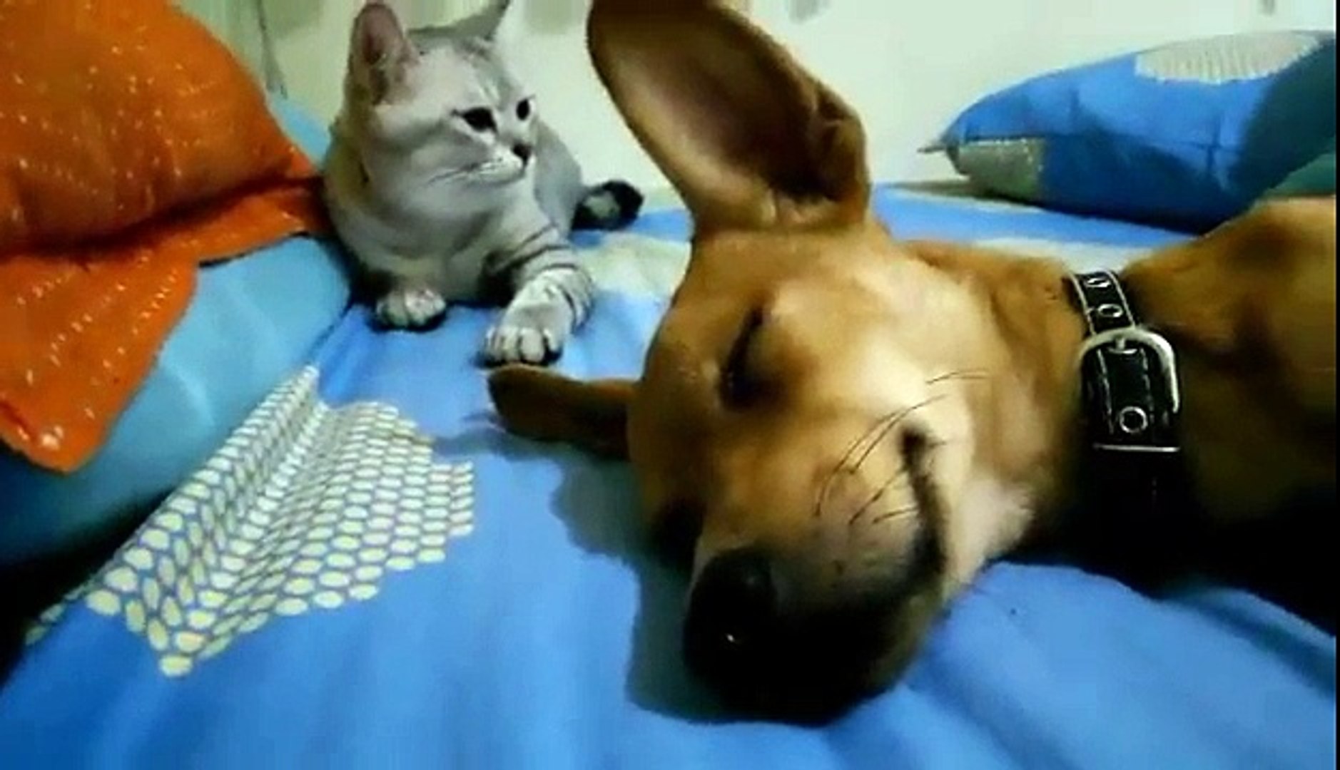 Un chien péteur corrigé par un chat - Vidéo Dailymotion
