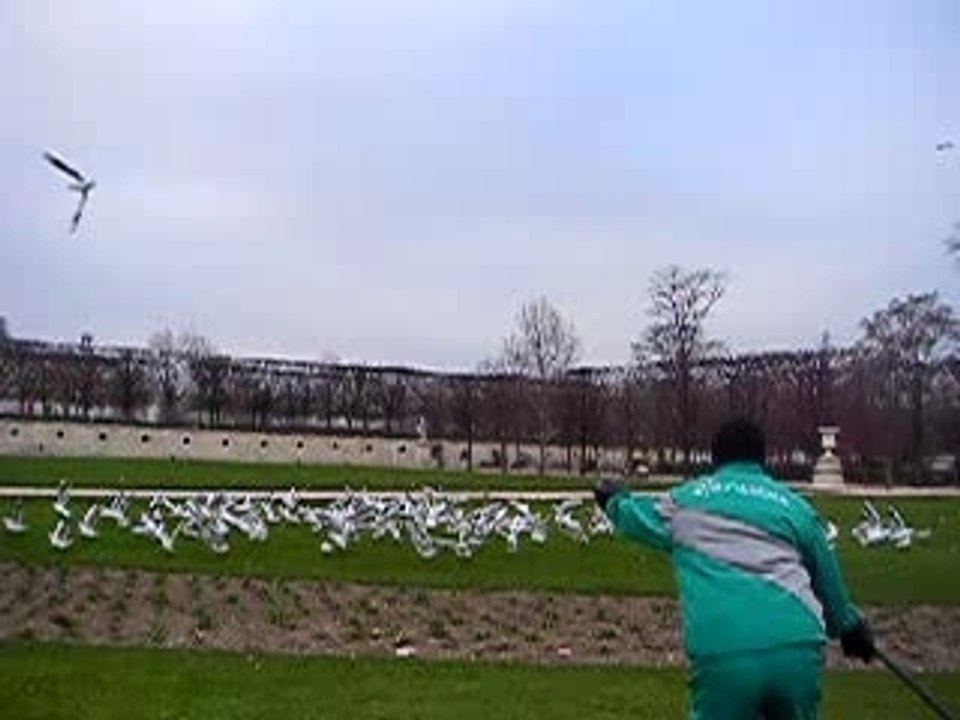 Chasse mouettes