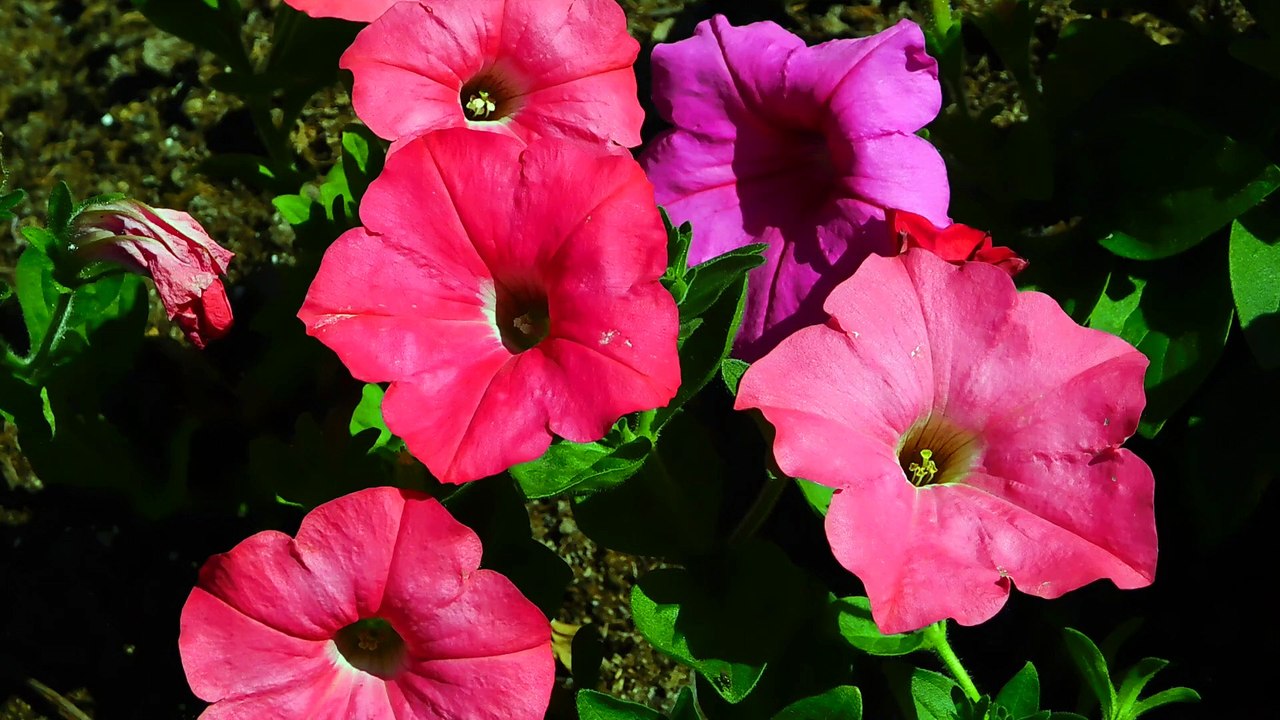 Flowers Video - Dr. Henry Cabrera