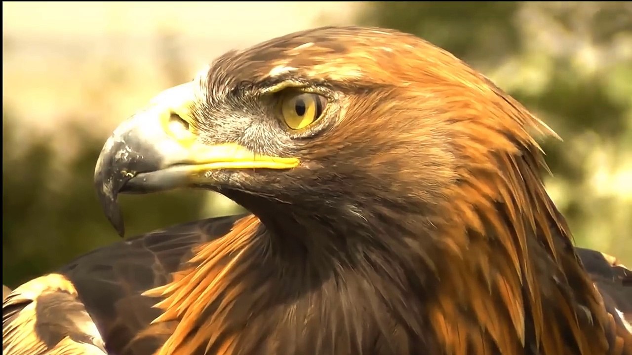 Most spectacular Eagles vs Fox compilation - Amazing skills and aerobatics , Video African Animals