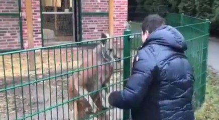 Kanguruyu yumruklayan insafsız kim çıktı