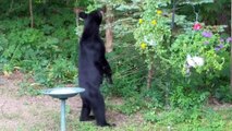 Black Bear Confused by Bird Feeders