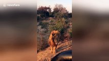 Lion roams around jeep just few inches from tourists
