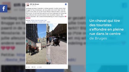 Un cheval qui tire des touristes s’effondre en pleine rue dans le centre de Bruges