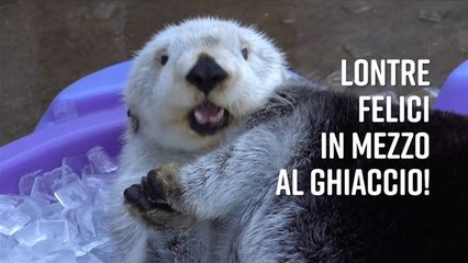 Lontre nel ghiaccio: che brivido!