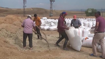 Muş'ta İhtiyaç Fazlası Saman Satışı