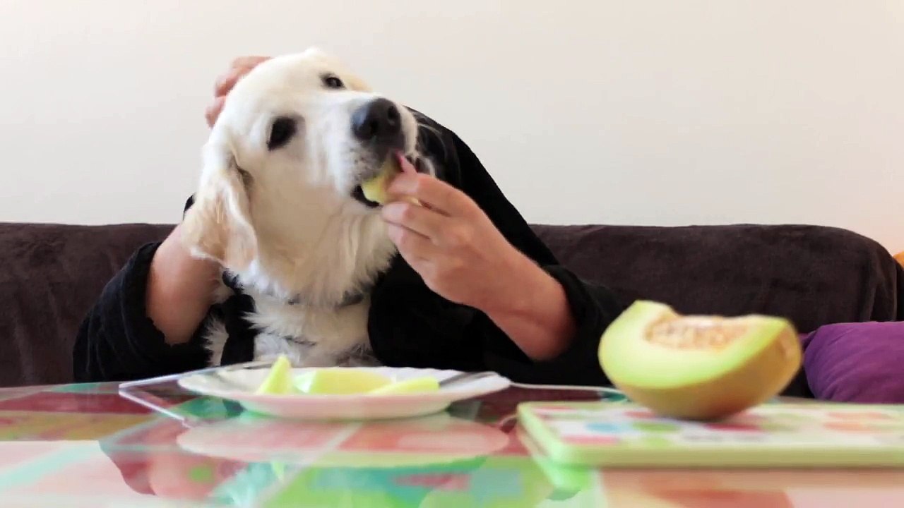 Golden Retriever Puppy Eats Melon with Hands! Funny Dog Bailey Eats Like Human
