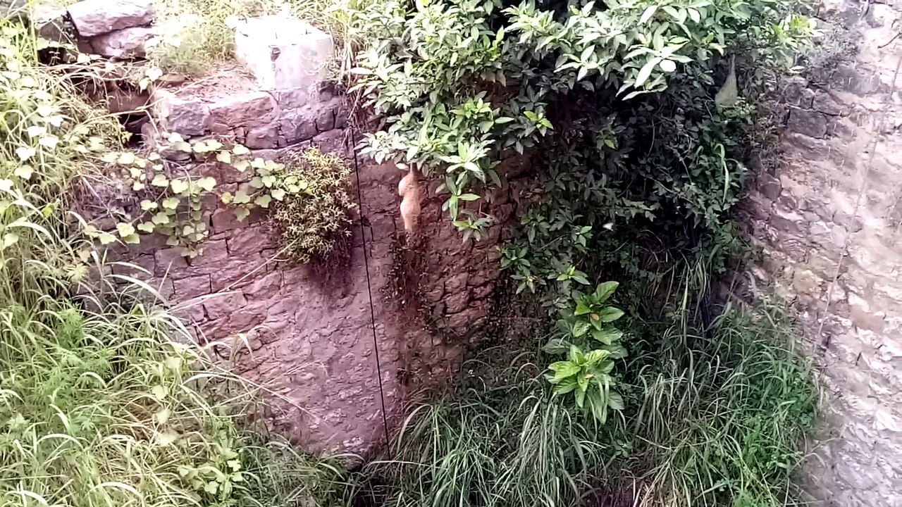 The well