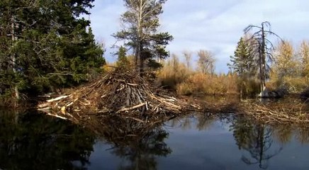 Biber Baumeister am Fluss