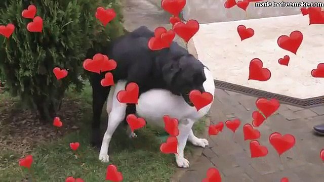 Смешной поющий лабрадор Мартин. Свадьба. Funny singing labradors. Wedding