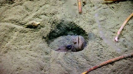 WTF qui vient d'arriver