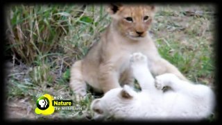 White Lions National Geographic Documentary - The Rare and Exotic Animals