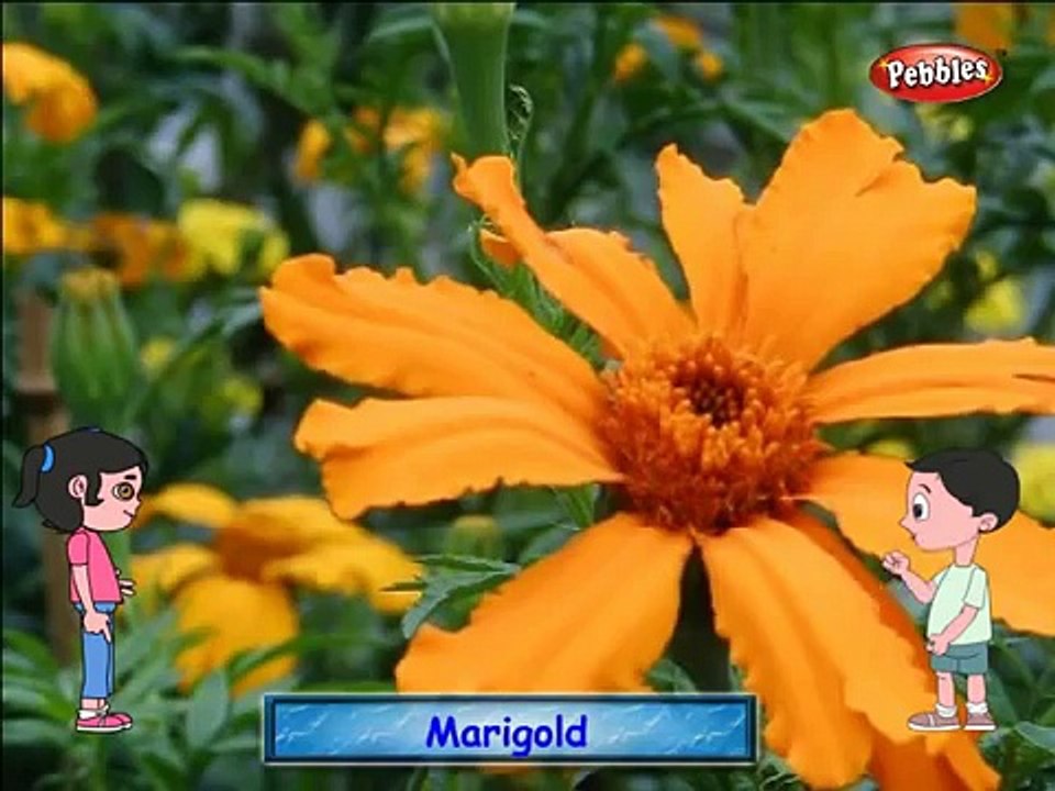 Mari gold Flower Rhymes English