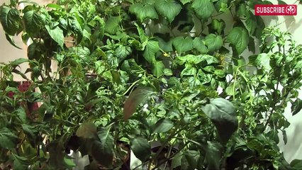 Mastering Ebb and Flow Hydroponics: A Complete Guide 🌱