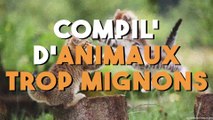 Compilation d'animaux trop mignons !