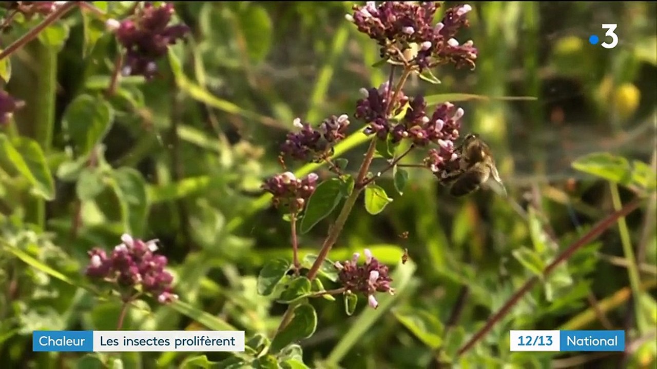 Canicule : à cause de la chaleur, les insectes prolifèrent