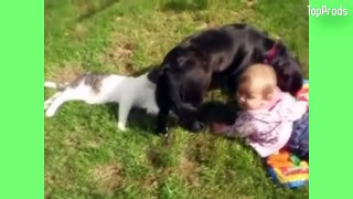 Dogs Protecting Kids! (These Dogs Are Too Loyal)