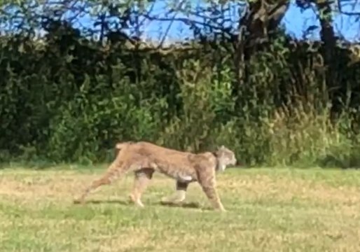 Rare Canadian Lynx Spotted in Vermont Man's Backyard