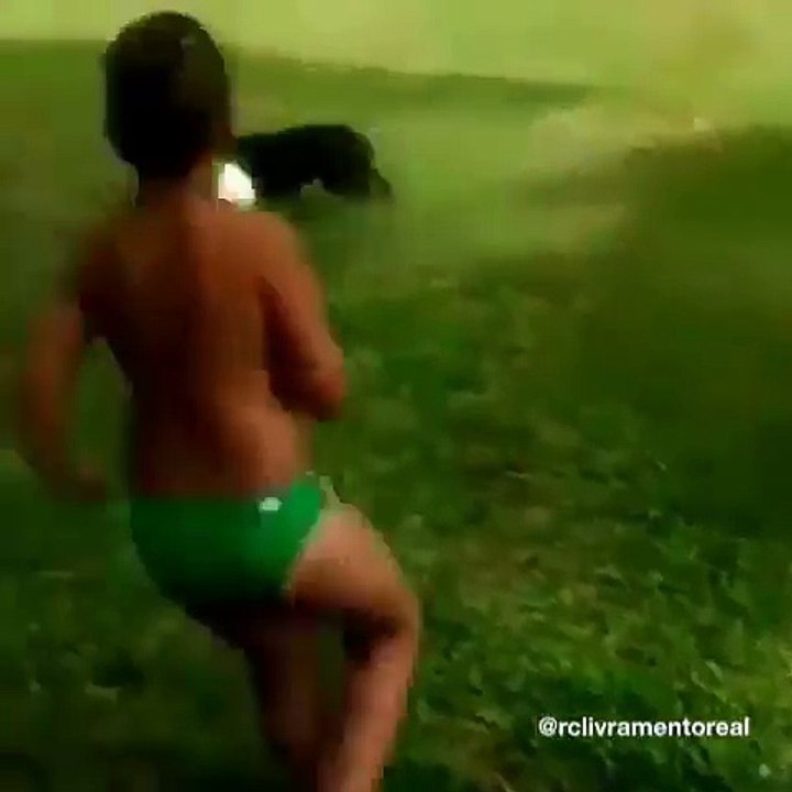 Ce chien fait un buzz incroyable, il est TROP bon au foot !