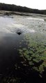 Σκύλος σώζει πουλάκι που πάλευε να επιπλεύσει σε λίμνη