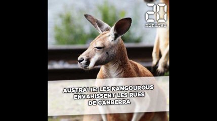 Australie: Les kangourous envahissent les rues de Canberra
