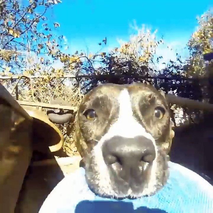 Cachorro rouba gopro