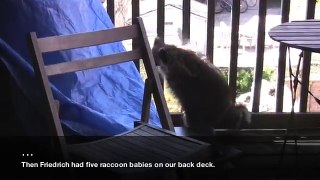 Baby Raccoons Raccoonarama