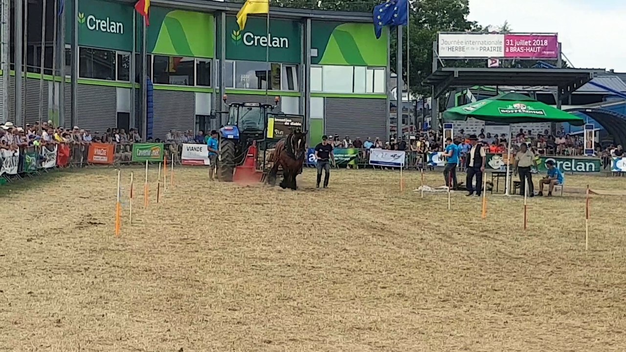 Concours de traction chevaline à la Foire agricole de Libramont: l'invention du diable