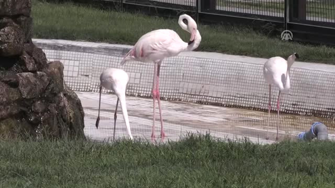 Sıcak Hava Hayvanat Bahçesi Sakinlerini Etkiledi - Kayseri