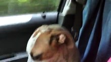 Cachorro agradece com gesto emocionante após ser resgatado e deixa nova dona chorando