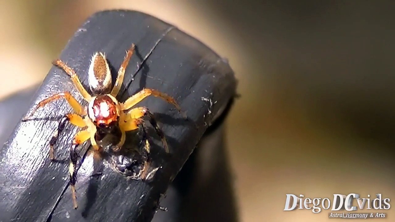Jumping spider species Yellow legs Salticidae