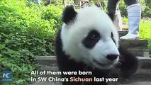 Four giant panda cubs will reach one of their most important milestones yet - getting their names. People around the world are invited to offer their suggestion