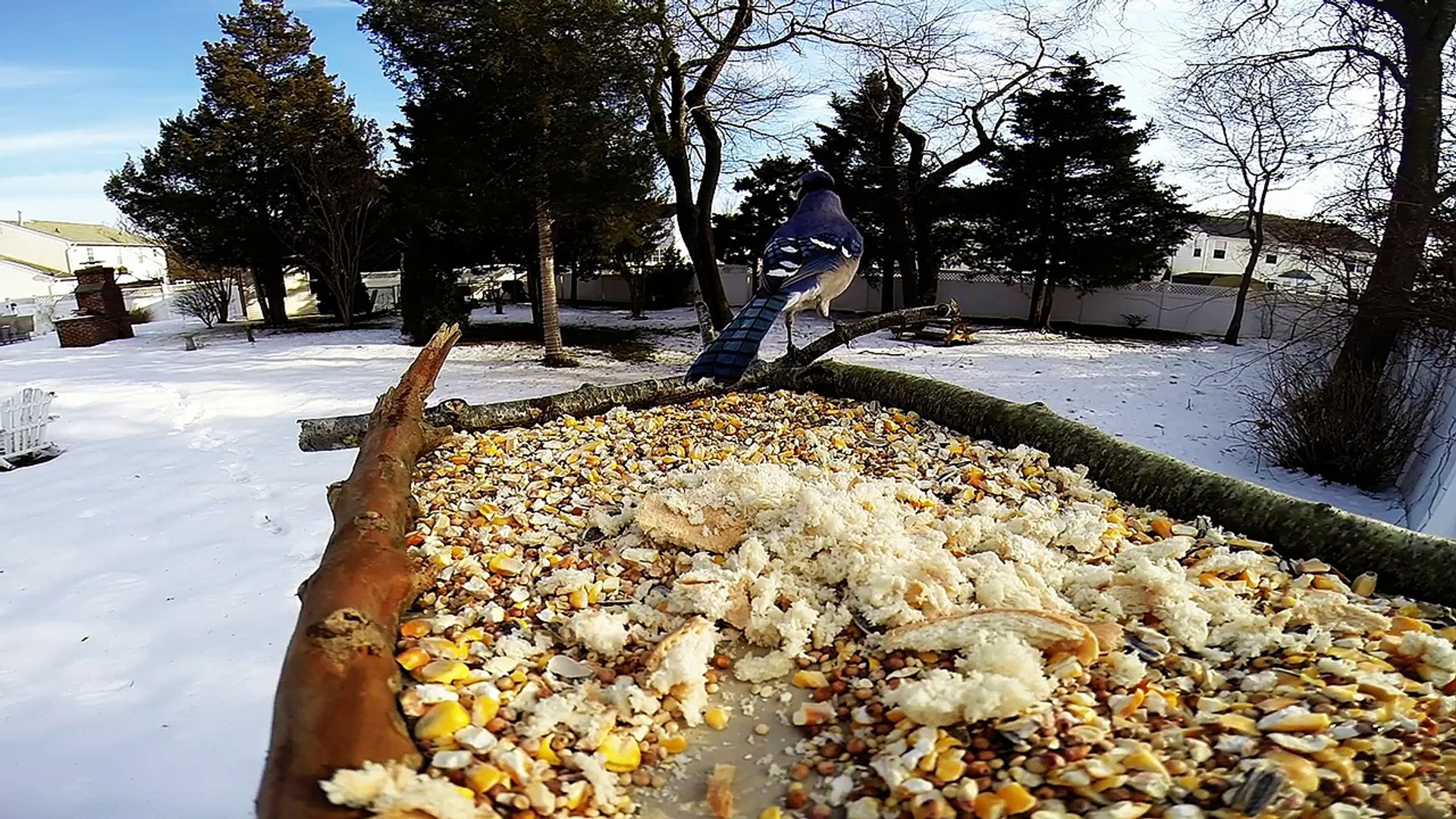 Gopro Bird Feeder Cam Video Dailymotion