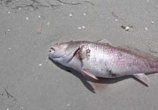 Red Tide Washes up Sea-Life on Southwest Florida Shores