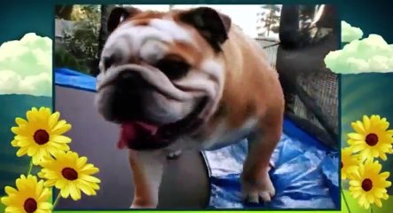 America Cutest S01xxE01 America s Cutest Dog 2009 - Part 02