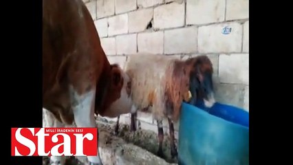 Koyunun sütünü emen boğa görenleri hayrete düşürüyor