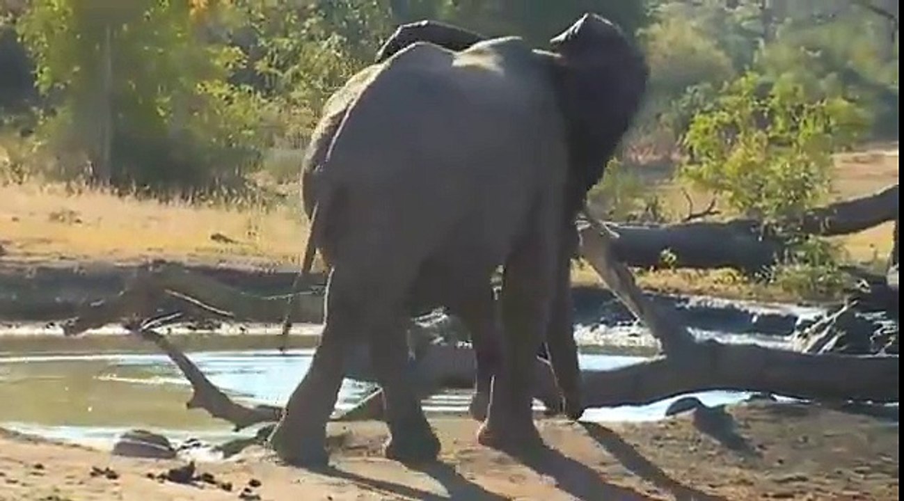 Safari Live Videos- June 10, 2016-Ellie Makes The Hippo Move