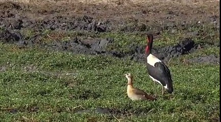 Safari Live Videos--July 5, 2016 Over There! Over Where?