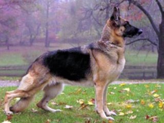 beautiful german shepherds