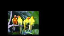 اجمل وأغرب طيور في العالم 2// The most beautiful birds in the world
