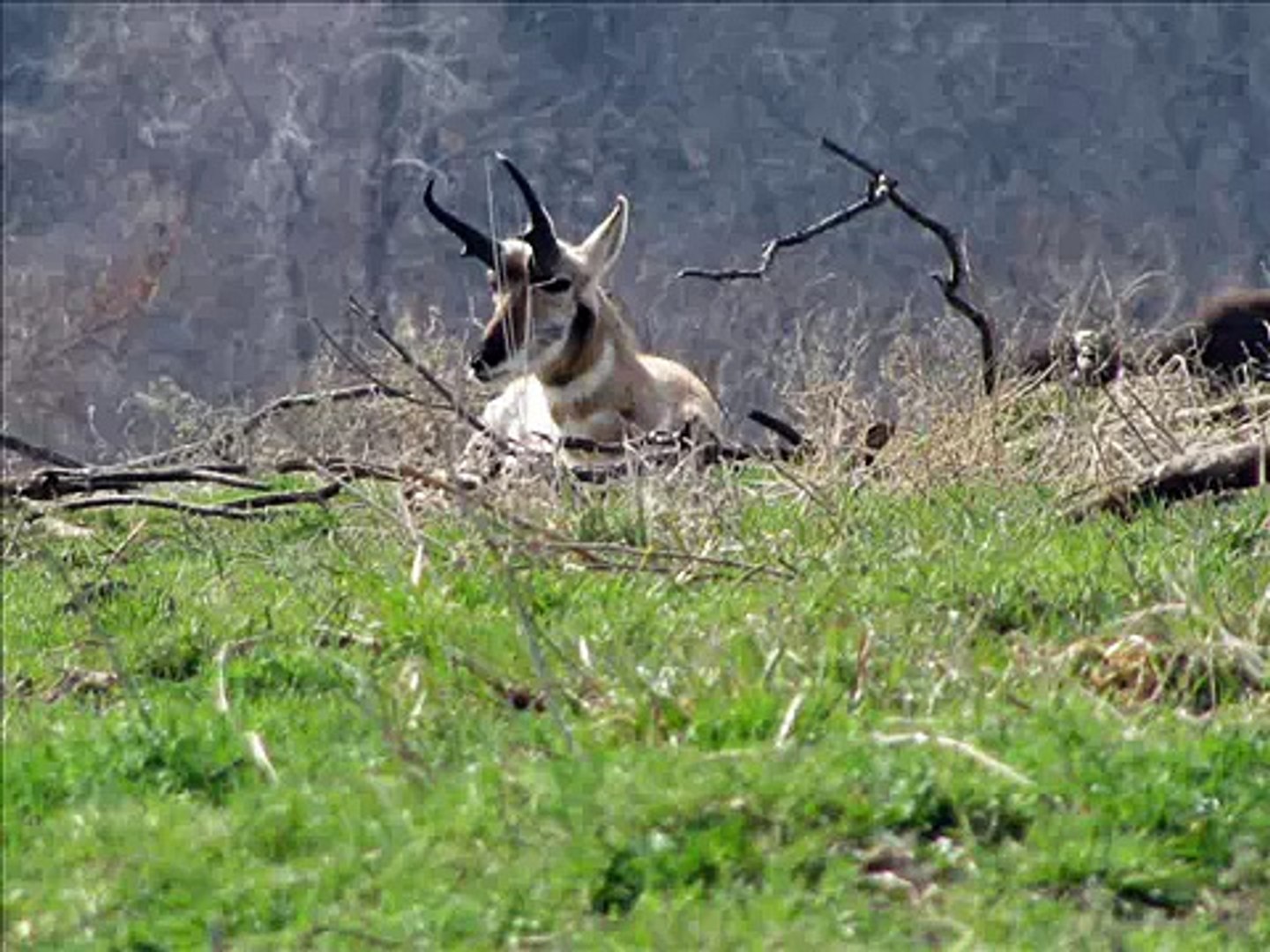 Midwest Wildlife